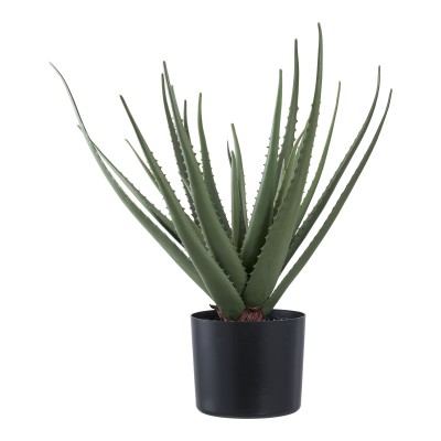 Aloe Vera, 30,5x30,5 cm, zelena