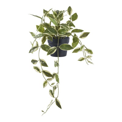 Hoya Carnosa, 25,5x25,5 cm, zelena