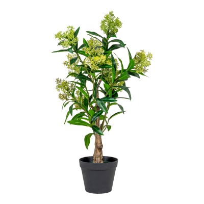 Skimmia drevo, 40x40 cm, zeleno