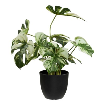 Monstera, 26x26 cm, zelena